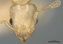 Image of Nesomyrmex innocens