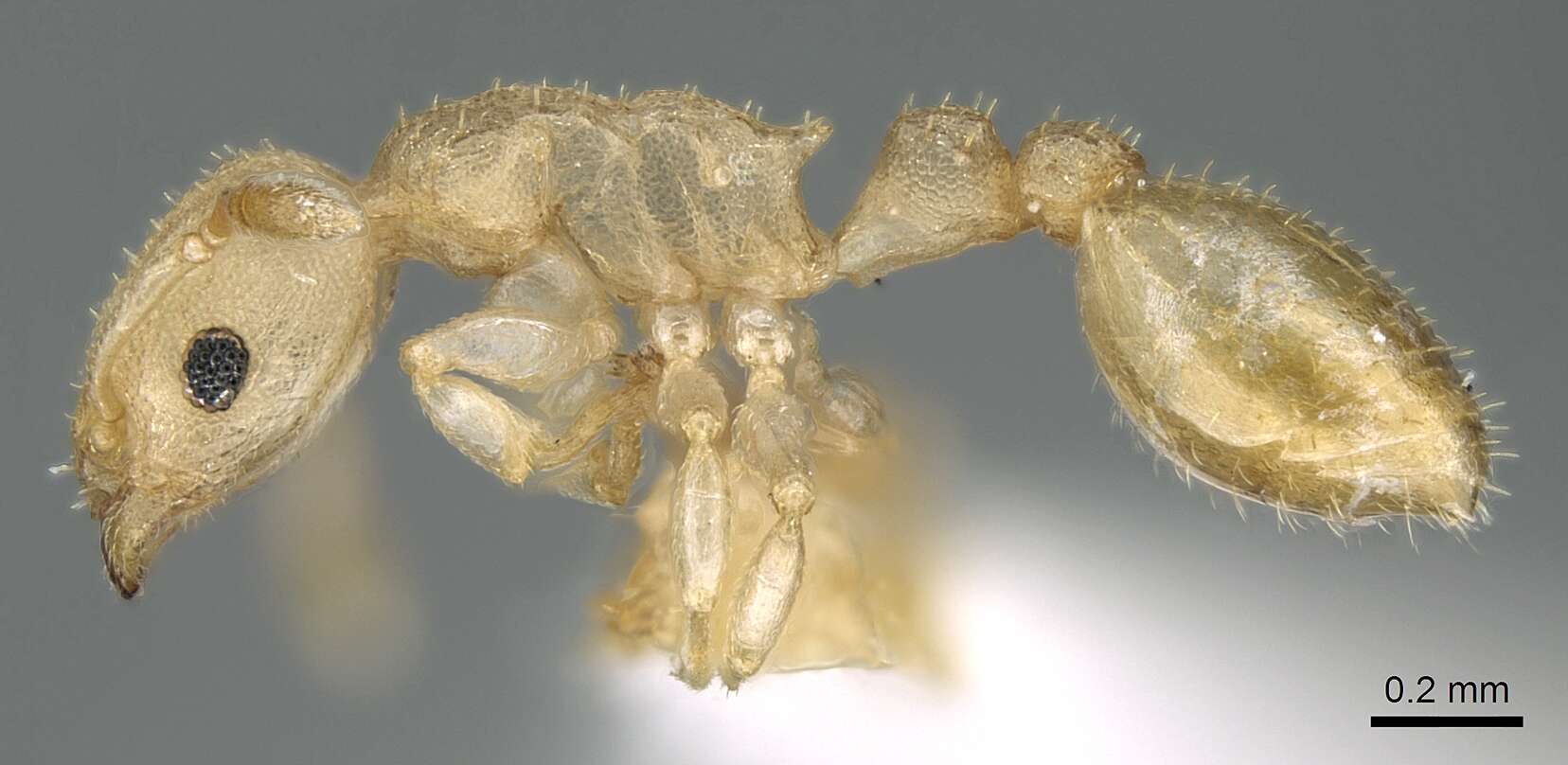 Image of Nesomyrmex innocens