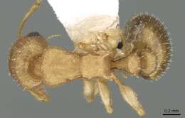 Image of <i>Nesomyrmex denticulatus</i> (Mayr)