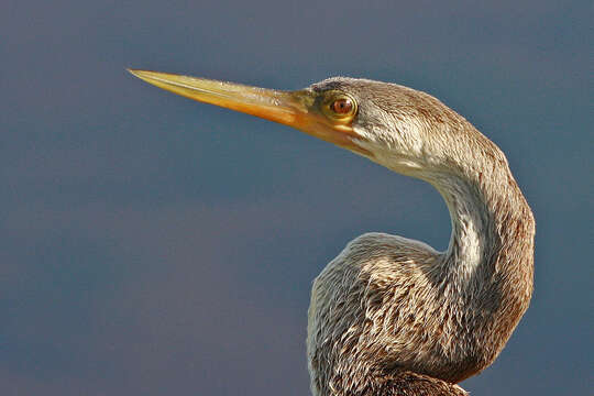 Image de Anhinga d'Amérique