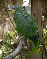 Image of Orange-winged Amazon