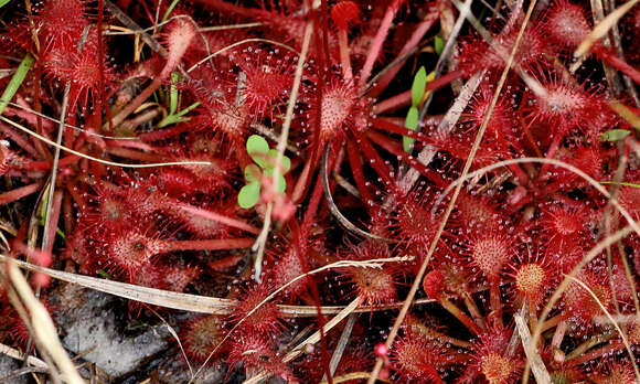 Image of pink sundew