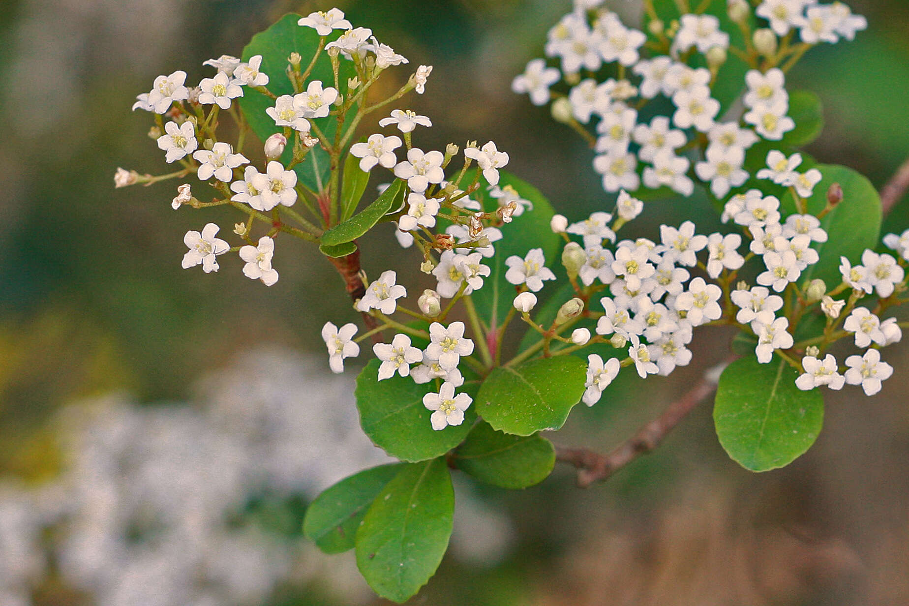 صورة Viburnum obovatum Walt.