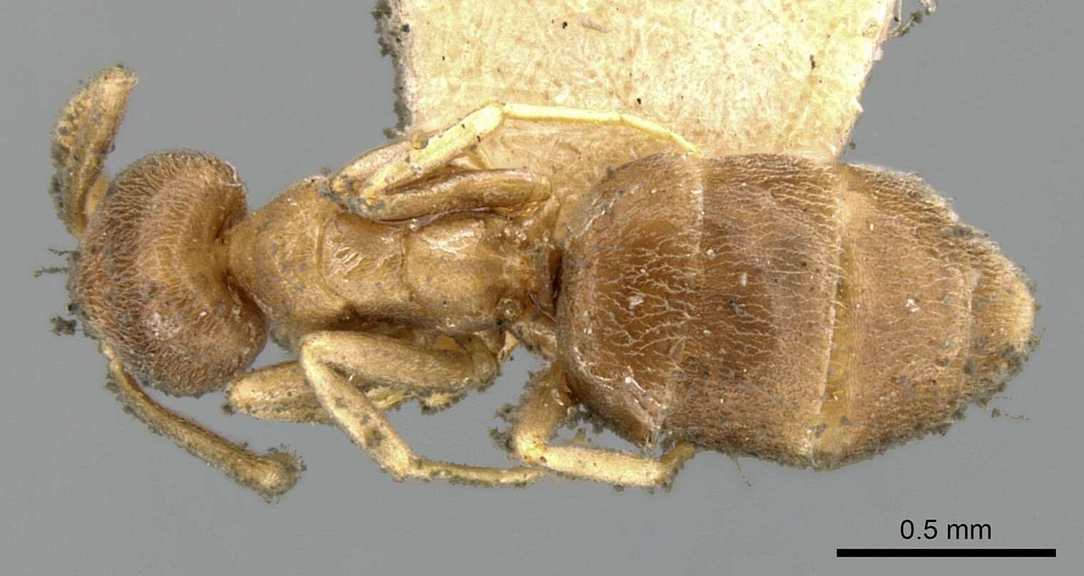 Image of Bothriomyrmex meridionalis (Roger 1863)