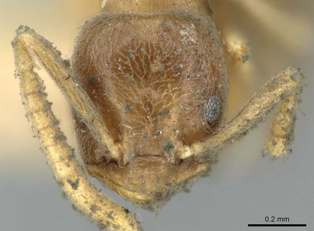 Image of Bothriomyrmex meridionalis (Roger 1863)