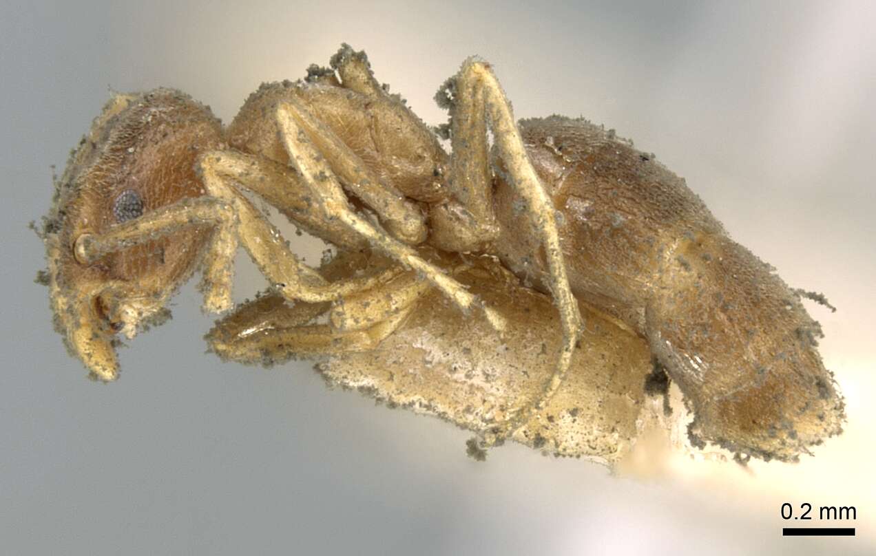 Image de Bothriomyrmex meridionalis (Roger 1863)