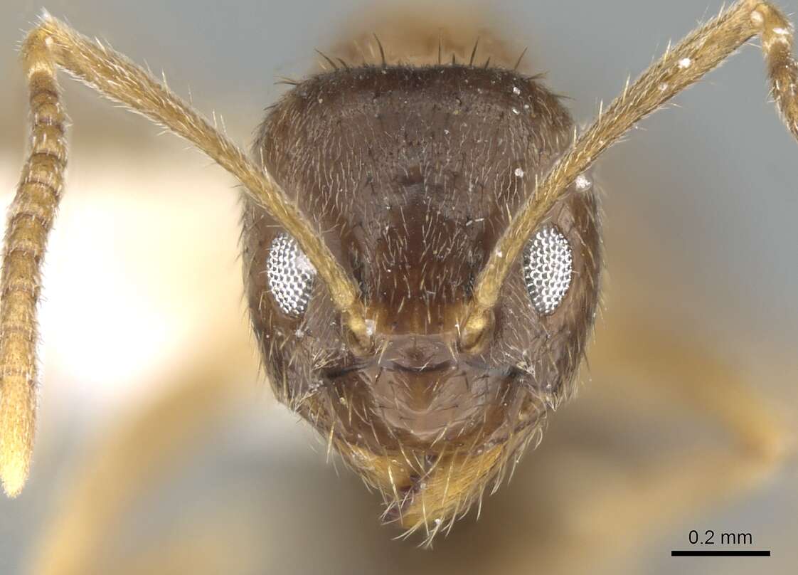 Image of Nylanderia jaegerskioeldi