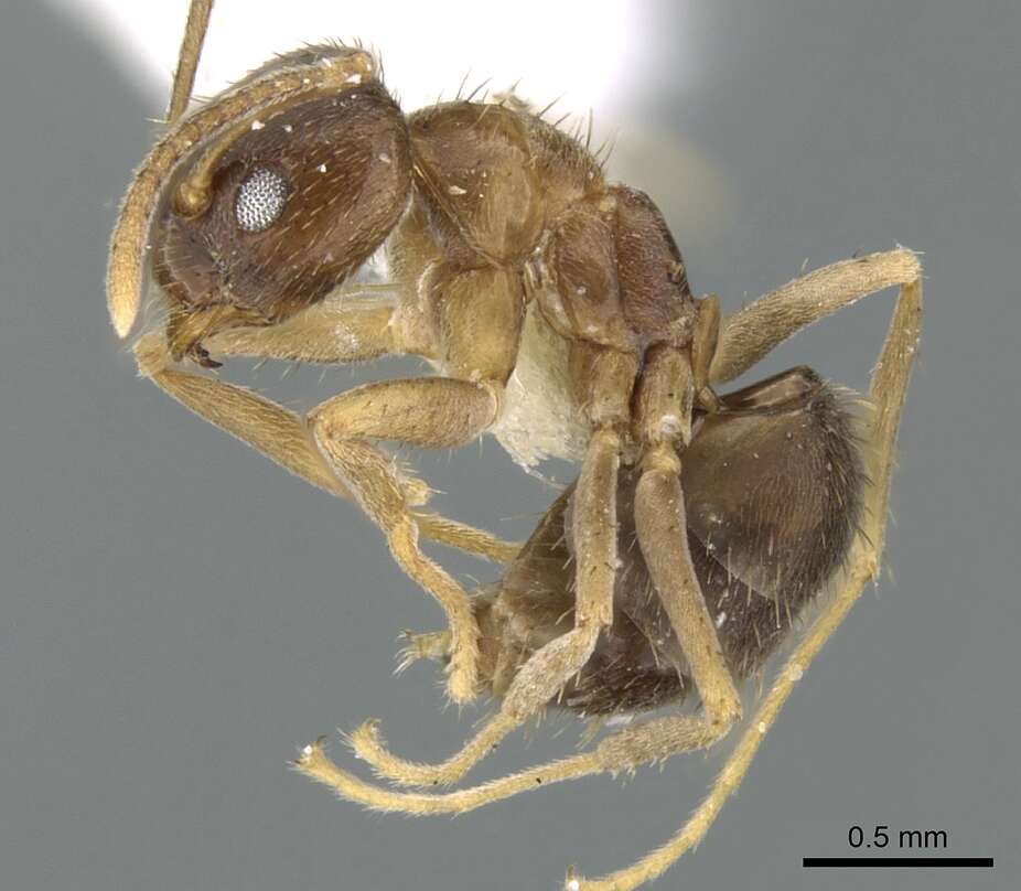 Image of Nylanderia jaegerskioeldi