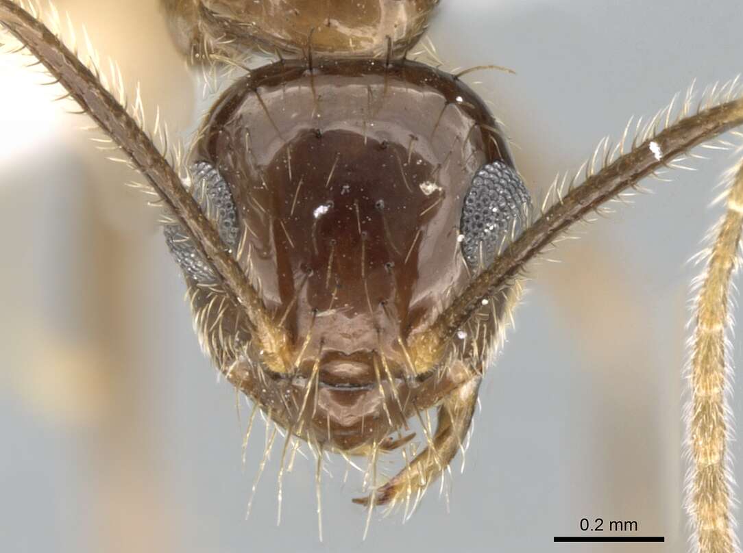 Image of Prenolepis naoroji Forel 1902