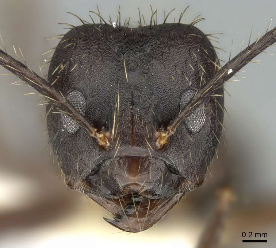 Image of Euprenolepis