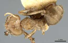 Sivun Pseudolasius breviceps Emery 1887 kuva