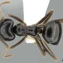 Image of Lasius capitatus (Kuznetsov-Ugamsky 1927)