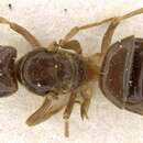 Image of Lasius rabaudi (Bondroit 1917)