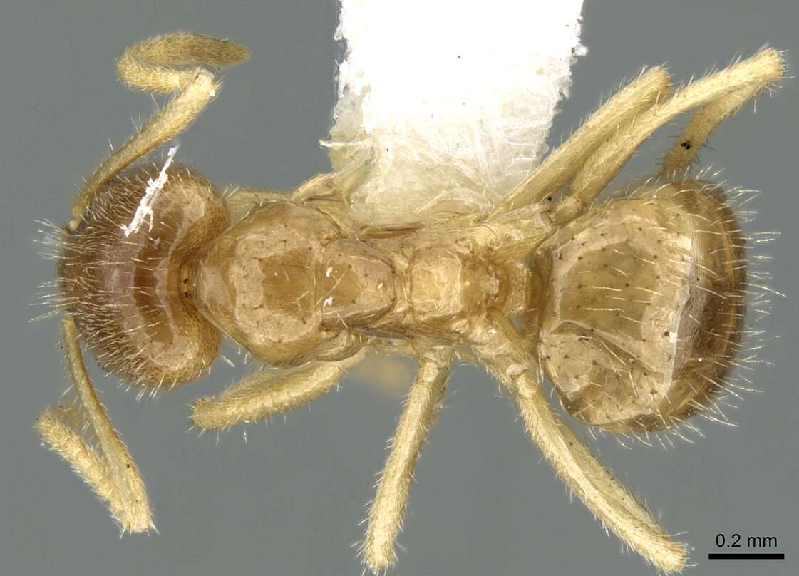 Image of Pseudolasius silvestrii Wheeler 1927