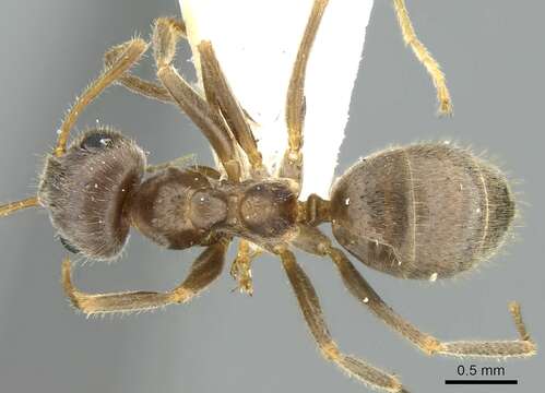 Image de Lasius sakagamii Yamauchi & Hayashida 1970