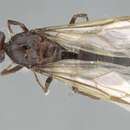 Anoplolepis nuptialis (Santschi 1917) resmi