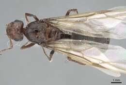 Anoplolepis nuptialis (Santschi 1917) resmi