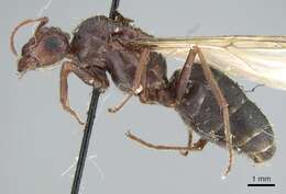 Anoplolepis nuptialis (Santschi 1917) resmi