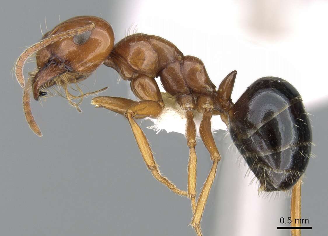 Image of Melophorus turneri Forel 1910