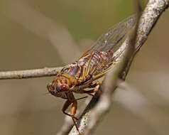 Image of Diceroprocta olympusa (Walker & F. 1850)