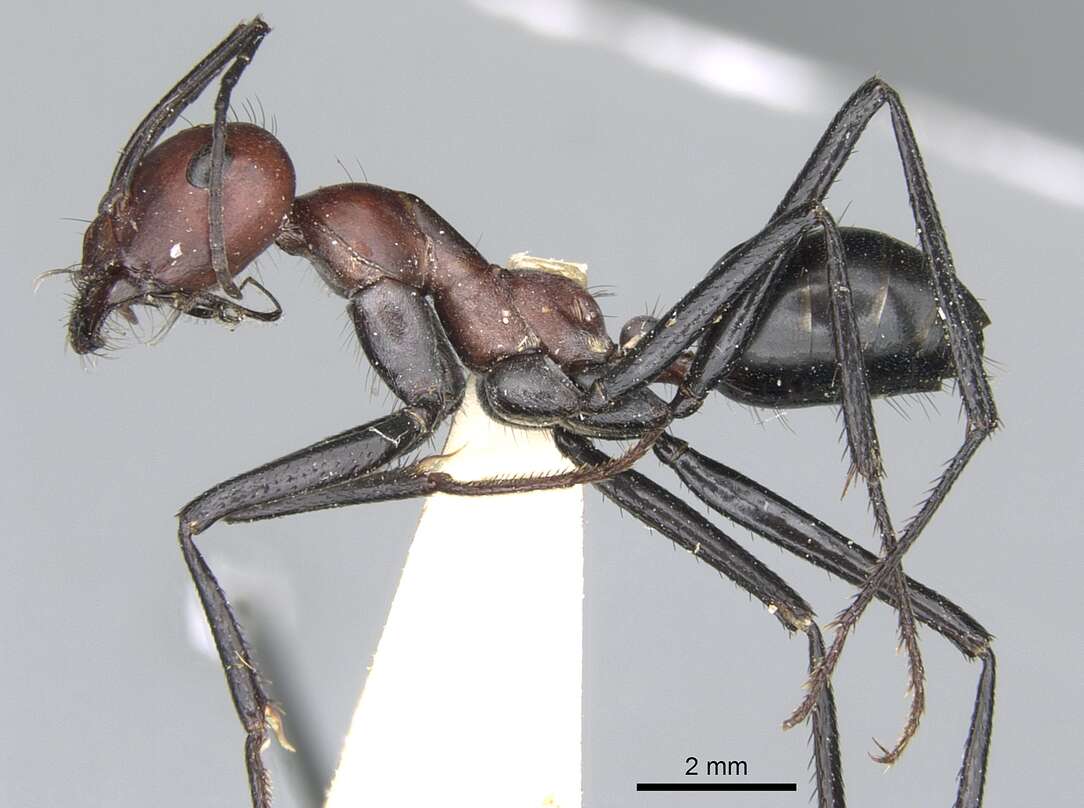 Image of Cataglyphis nigripes Arnol'di 1964