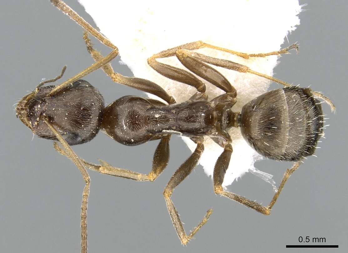 Image of Proformica caucasea (Santschi 1925)