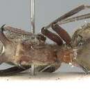 Image of Polyrhachis montana Hung 1970