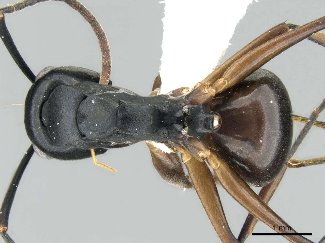 Image of Polyrhachis equina Smith 1857