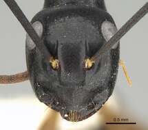 Image of Polyrhachis equina Smith 1857