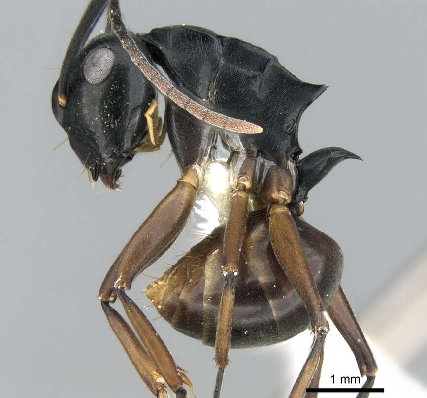 Image of Polyrhachis equina Smith 1857