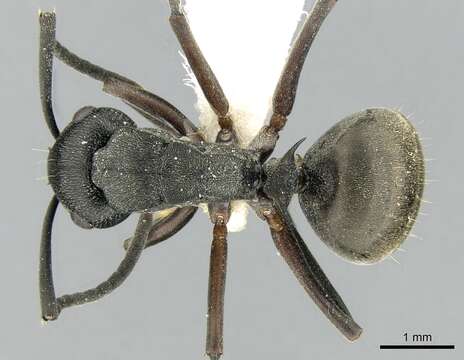 Image of Polyrhachis halidayi Emery 1889