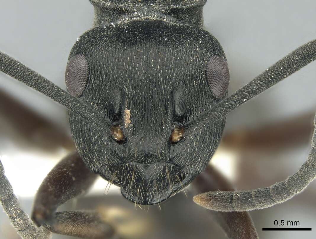 Image of Polyrhachis halidayi Emery 1889