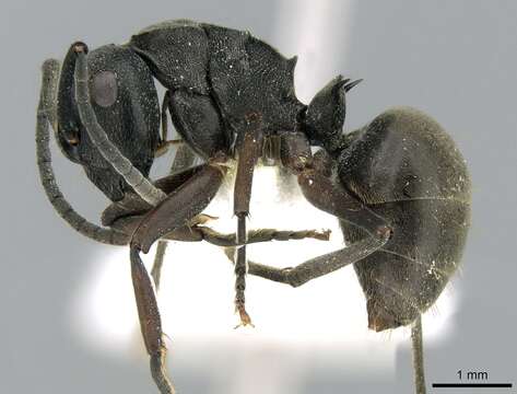 Image of Polyrhachis halidayi Emery 1889