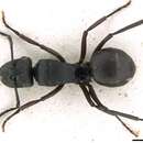Image of Polyrhachis micans Mayr 1876