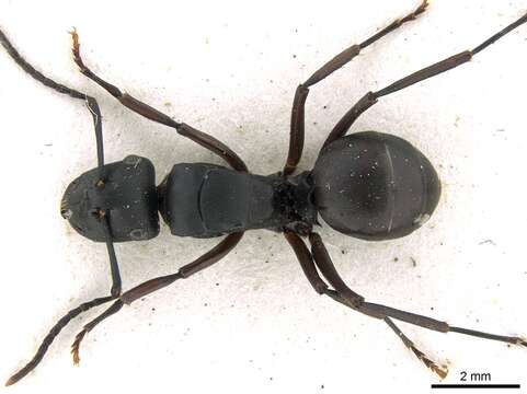 Image of Polyrhachis micans Mayr 1876