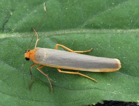 Image of scarce footman