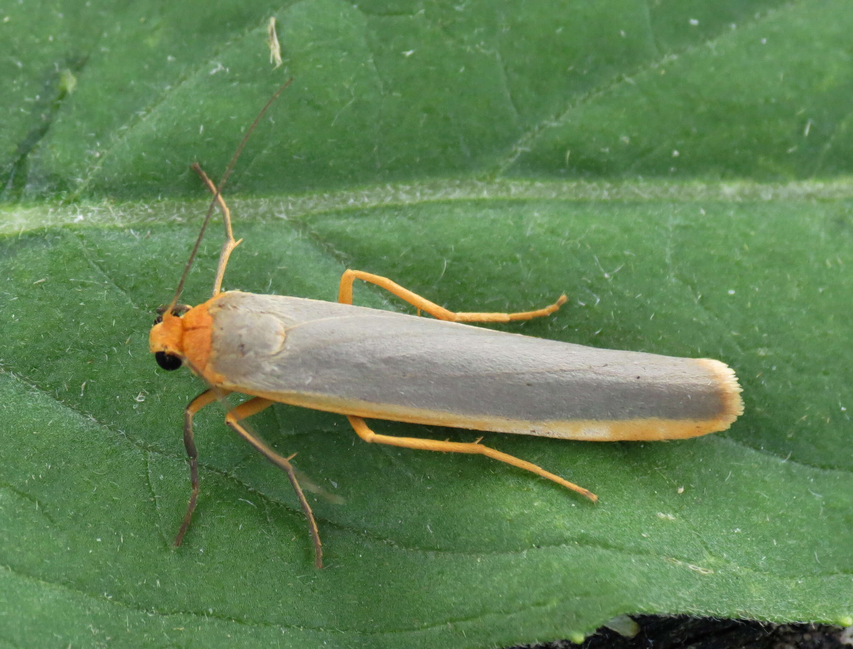 Eilema complana Linnaeus 1758 resmi