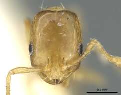 Image of Monomorium exiguum Forel 1894