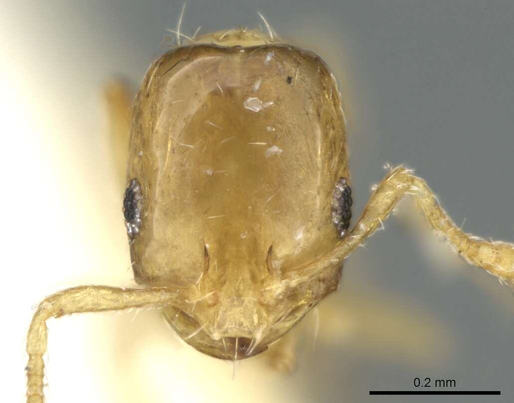 Image of Monomorium exiguum Forel 1894