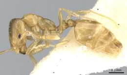 Image of Monomorium exiguum Forel 1894