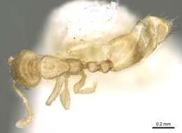 Image of Monomorium exiguum Forel 1894