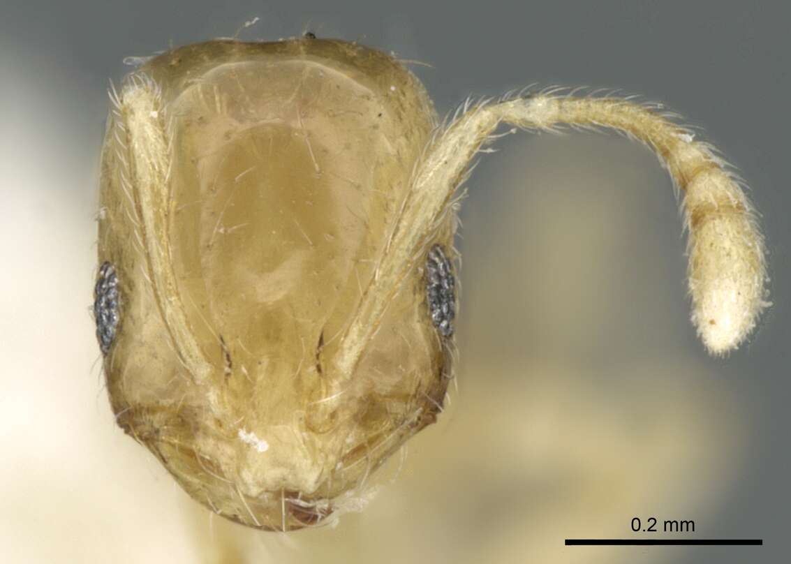 Image of Monomorium exiguum Forel 1894