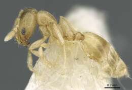Image of Monomorium exiguum Forel 1894