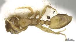 Image of Monomorium exiguum Forel 1894