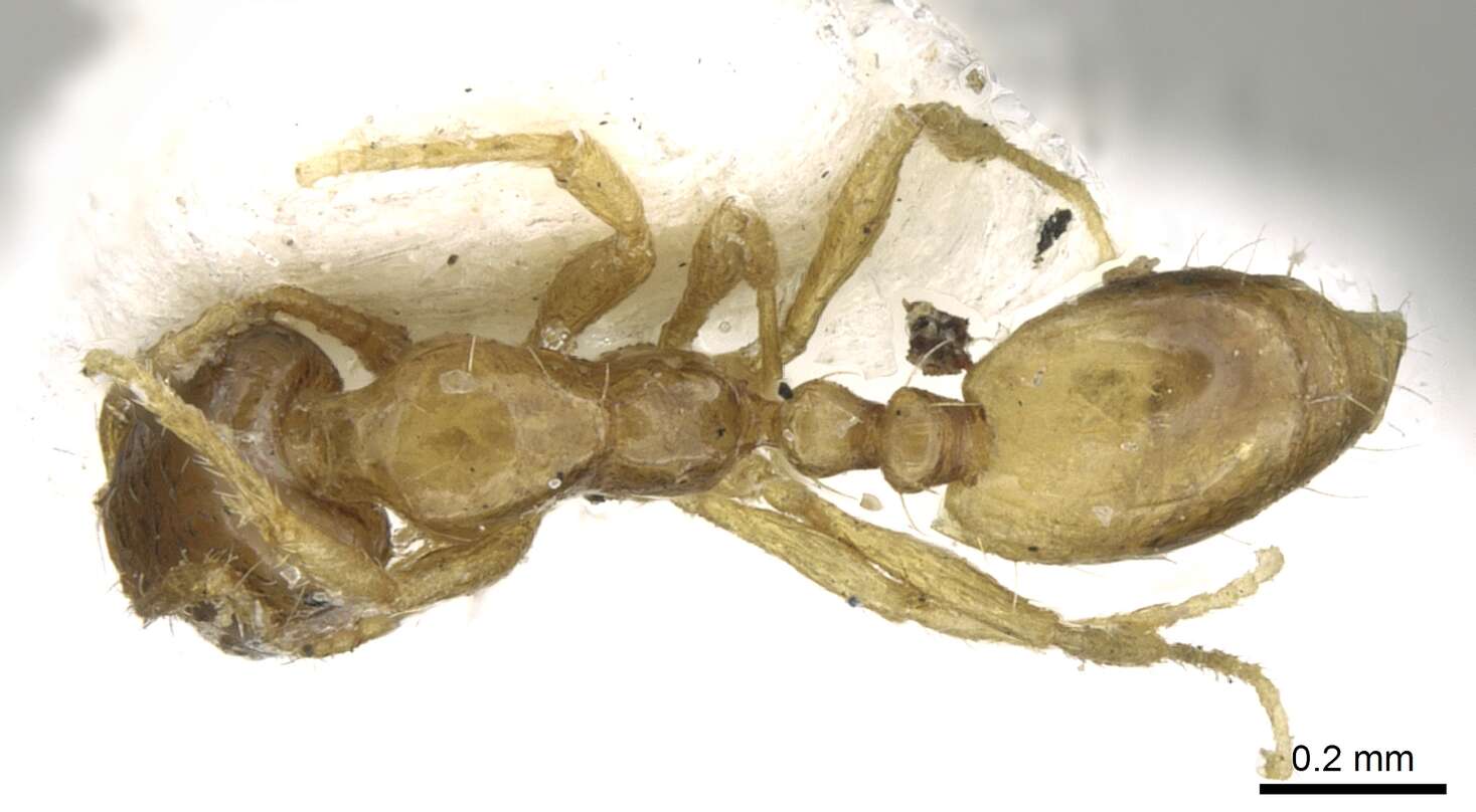 Image of Monomorium exiguum Forel 1894