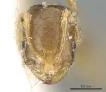 Image of Monomorium exiguum Forel 1894