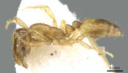 Image of Monomorium exiguum Forel 1894