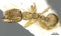 Image of Monomorium exiguum Forel 1894