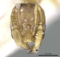 Image of Monomorium exiguum Forel 1894