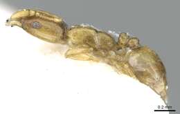 Image of Monomorium exiguum Forel 1894